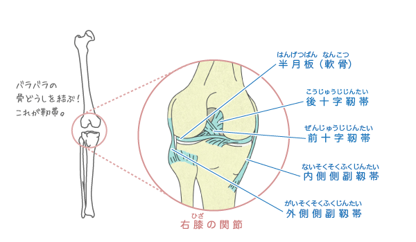 靭帯