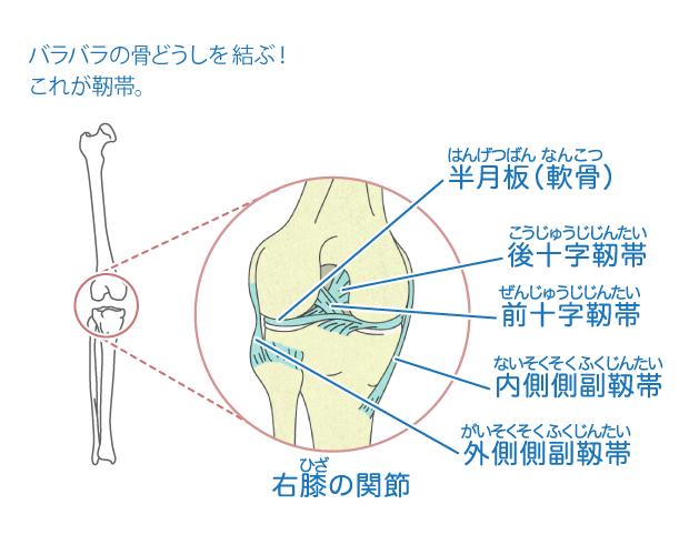 靭帯