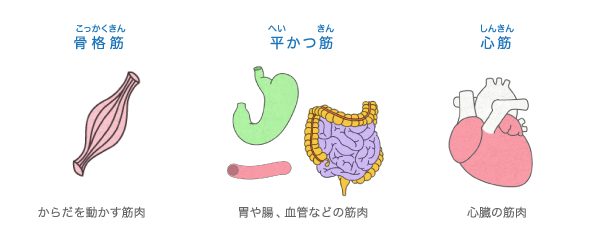 筋肉 からだとくすりのはなし 中外製薬