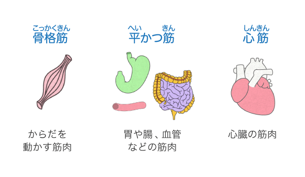 筋肉 からだとくすりのはなし 中外製薬