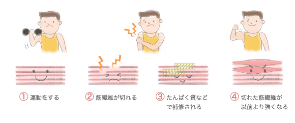 筋肉 からだとくすりのはなし 中外製薬