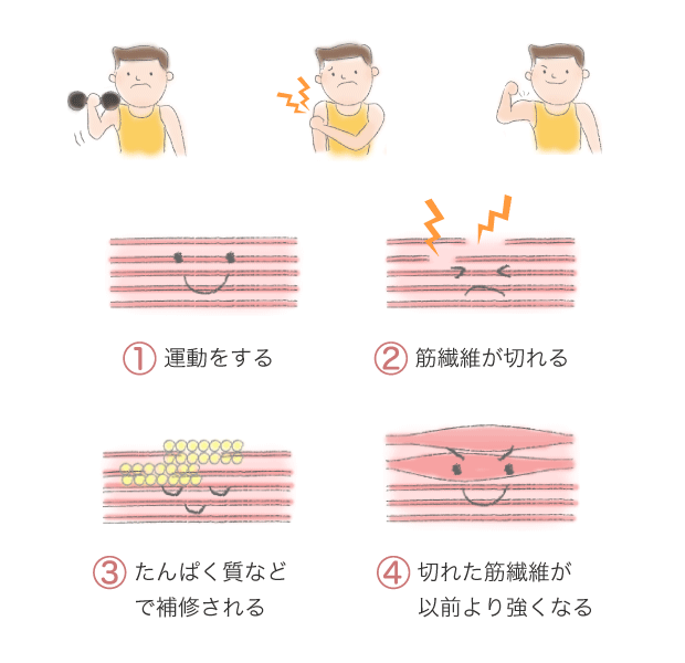 筋肉 からだとくすりのはなし 中外製薬