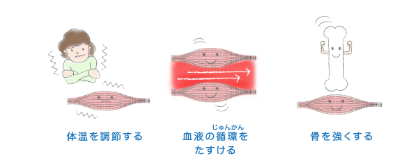 筋肉の収縮