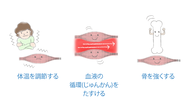 筋肉の収縮