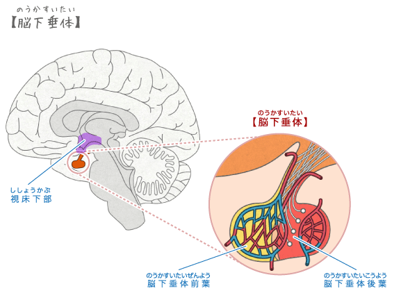 脳下垂体