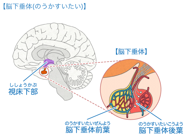 脳下垂体