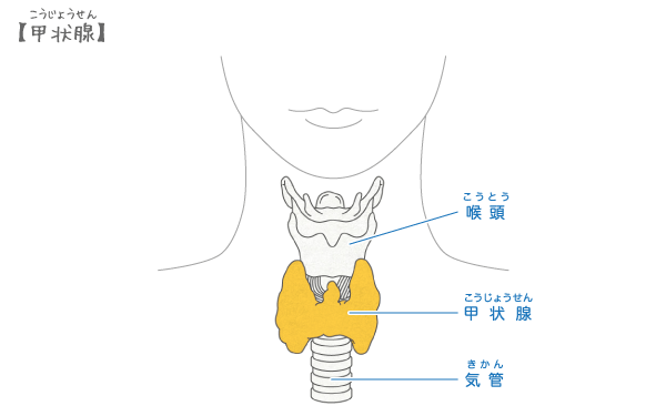 甲状腺