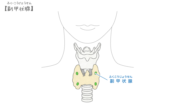 副甲状腺