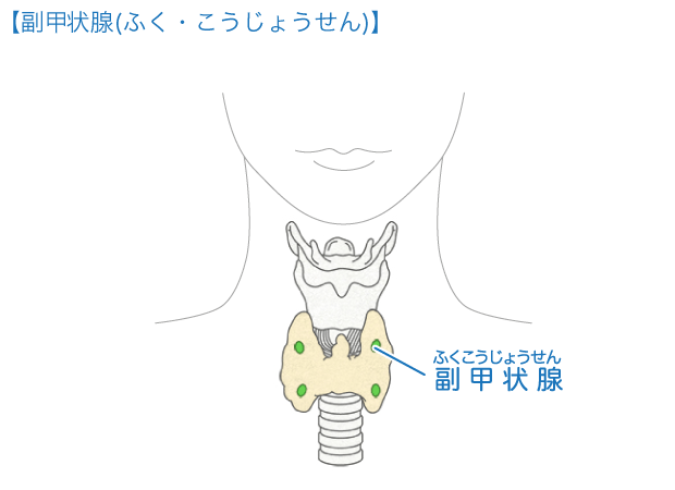 ホルモン｜からだとくすりのはなし｜中外製薬