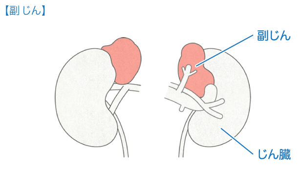 ホルモン からだとくすりのはなし 中外製薬