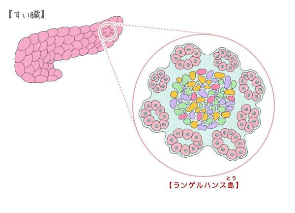 すい臓