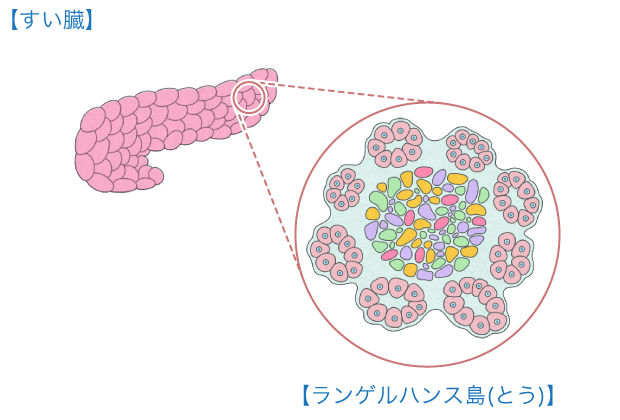 すい臓