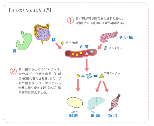 インストリンのはたらき