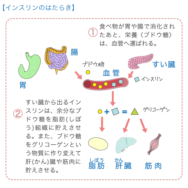 インストリンのはたらき