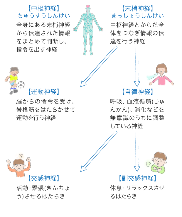 神経のはたらき