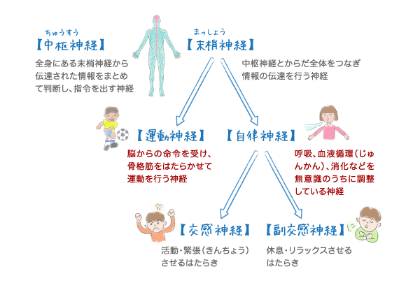 神経のはたらき