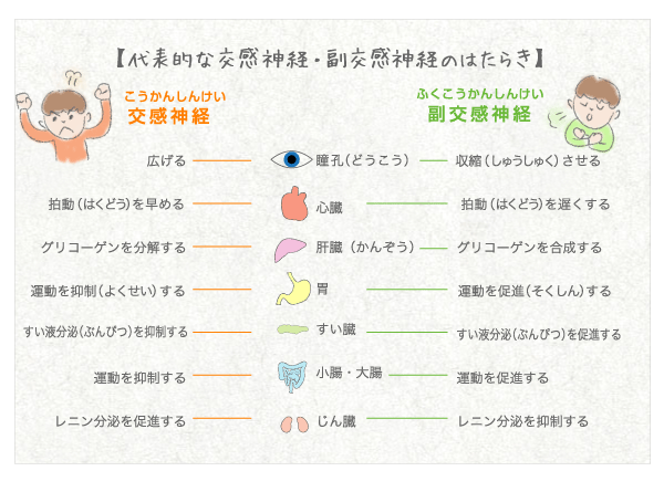 交感神経、副交感神経のはたらき