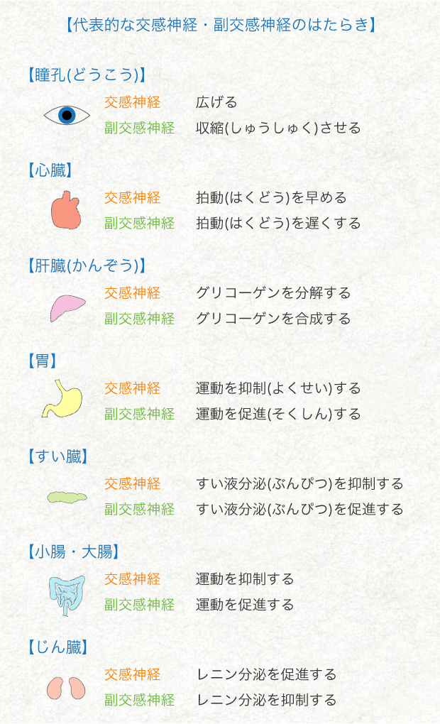 神経 からだとくすりのはなし 中外製薬