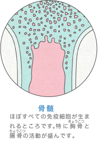 骨髄(胸骨)