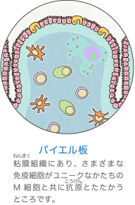 免疫 からだとくすりのはなし 中外製薬