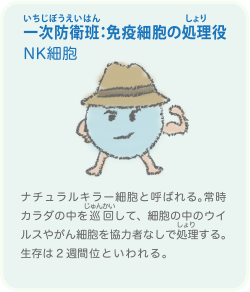 NK細胞(さいぼう)