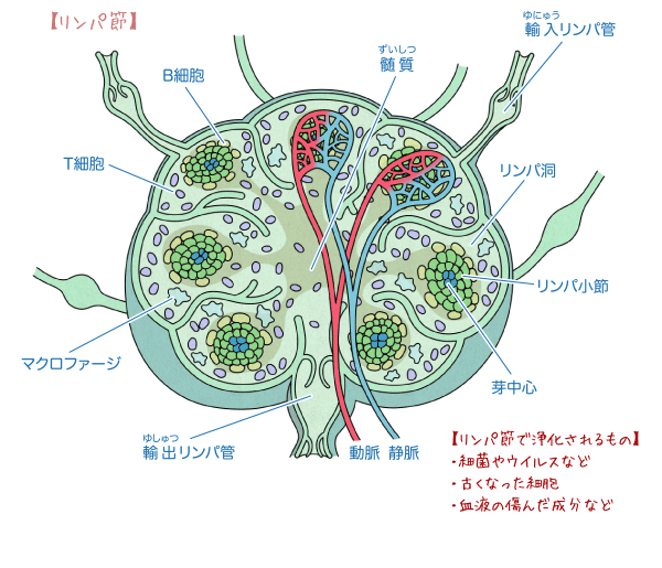 免疫 からだとくすりのはなし 中外製薬