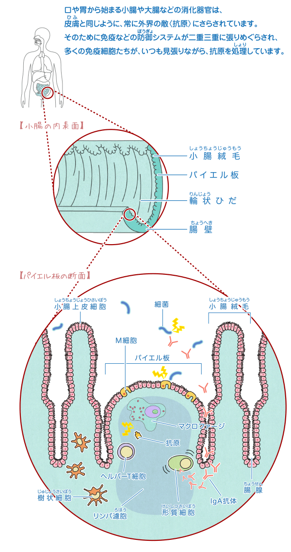 粘膜免疫