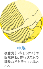 中脳の働き