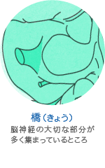 橋（きょう）の働き