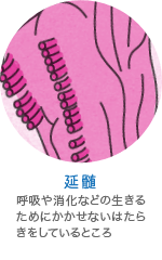 延髄の働き