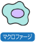 マクロファージ