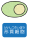 形質細胞(けいしつさいぼう)