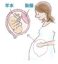 胎盤を通って胎児の血液中に入ることがあります