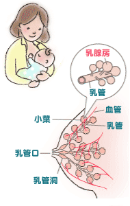 母乳のはたらき