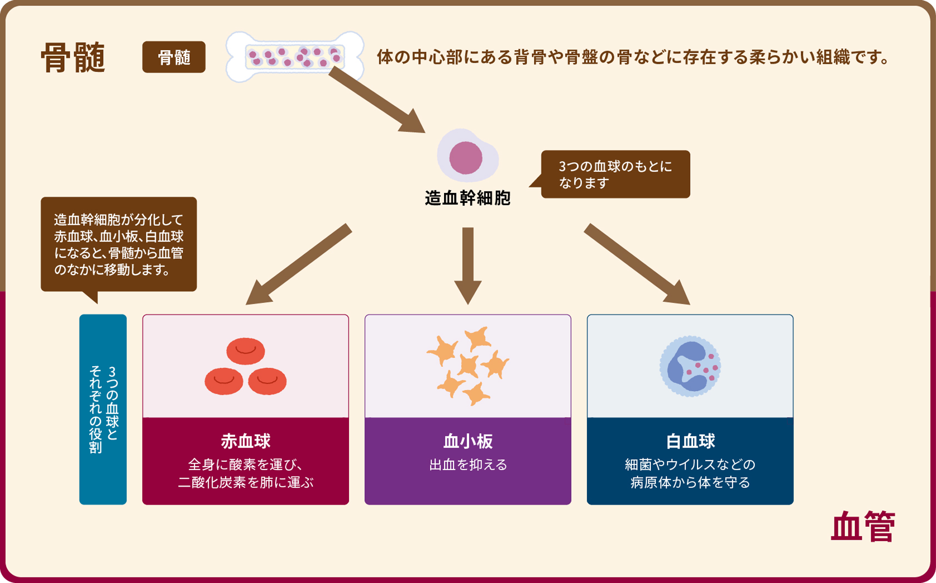 赤血球、血小板、白血球が作られます