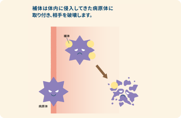 補体は体内に侵入してきた病原体に取り付き相手を破壊します