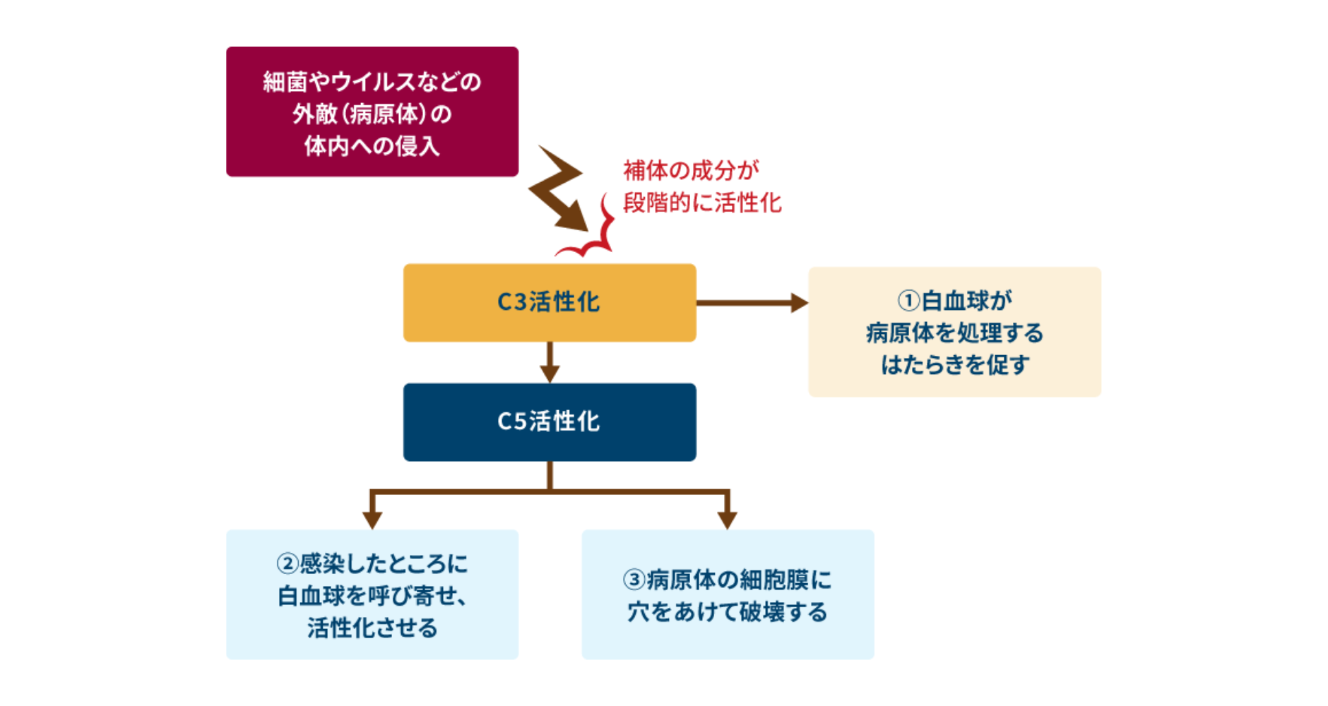 補体の活性化による3つの働き 1.白血球が病原体を処理する働きを促す 2.感染したところに白血球を呼び寄せ、活性化させる 3.病原体の細胞膜に穴をあけて破壊する