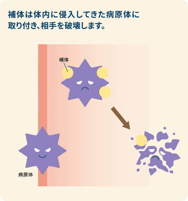 補体は体内に侵入してきた病原体に取り付き相手を破壊します