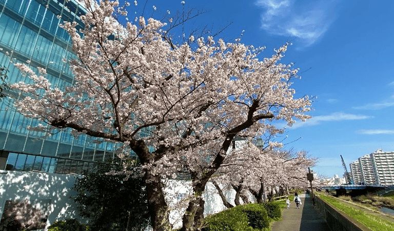 ライフサイエンスパークの桜並木の写真